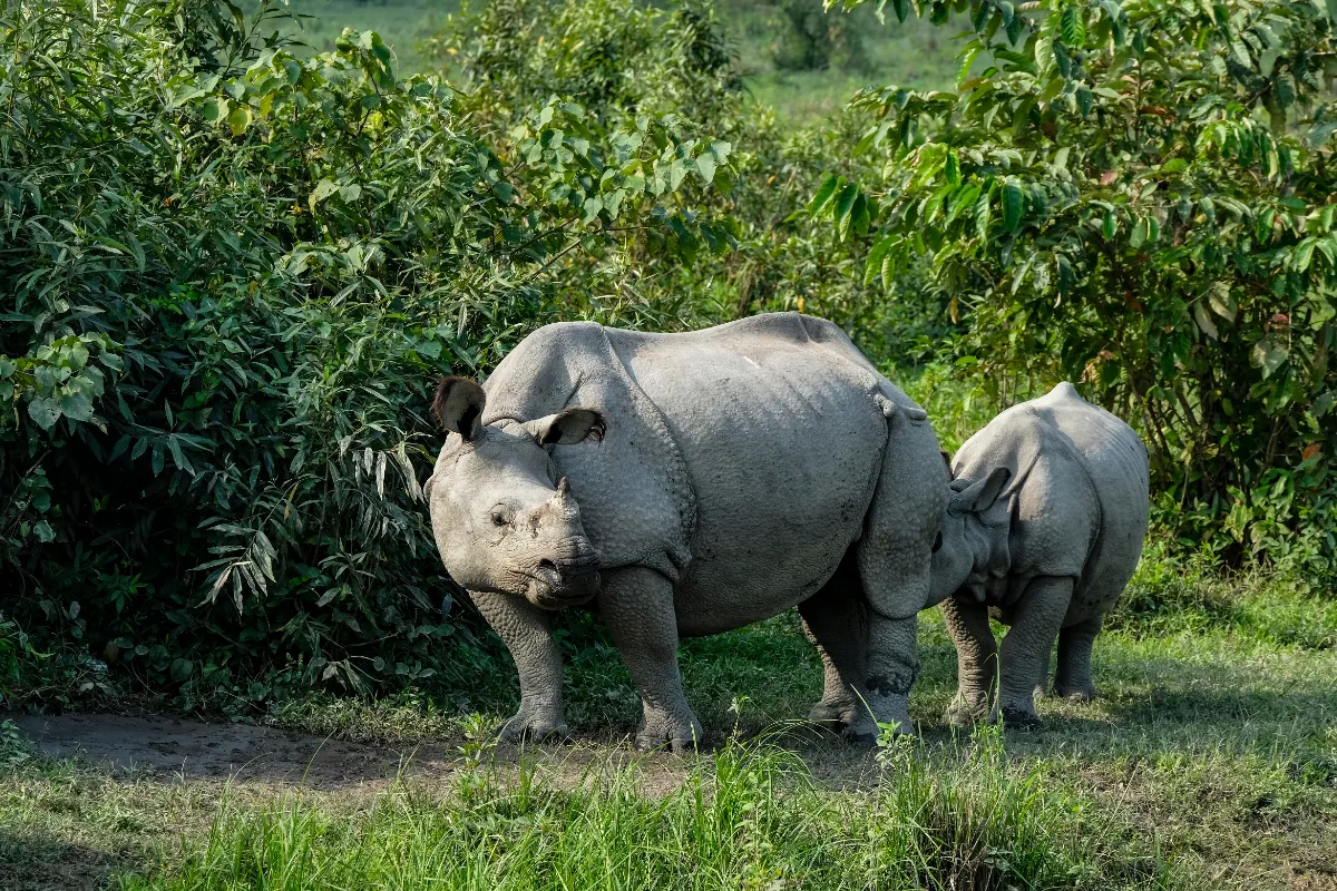 Kaziranga National Park 